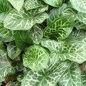 Arum italicum 'Pictum'